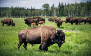 Bison Products Photo