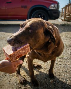 Dog Food Products Photo